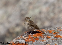 ������ �����